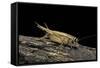 Acheta Domesticus (House Cricket)-Paul Starosta-Framed Stretched Canvas