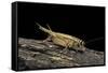 Acheta Domesticus (House Cricket)-Paul Starosta-Framed Stretched Canvas