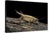 Acheta Domesticus (House Cricket)-Paul Starosta-Stretched Canvas