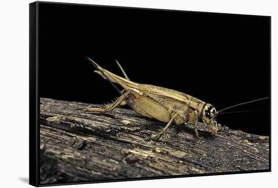 Acheta Domesticus (House Cricket)-Paul Starosta-Framed Stretched Canvas