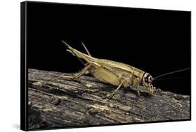 Acheta Domesticus (House Cricket)-Paul Starosta-Framed Stretched Canvas