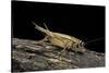 Acheta Domesticus (House Cricket)-Paul Starosta-Stretched Canvas