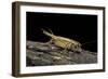 Acheta Domesticus (House Cricket)-Paul Starosta-Framed Photographic Print