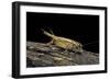 Acheta Domesticus (House Cricket)-Paul Starosta-Framed Photographic Print