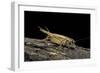 Acheta Domesticus (House Cricket)-Paul Starosta-Framed Photographic Print