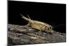 Acheta Domesticus (House Cricket)-Paul Starosta-Mounted Photographic Print