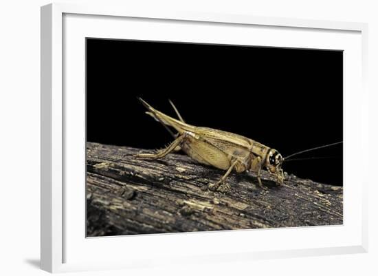 Acheta Domesticus (House Cricket)-Paul Starosta-Framed Photographic Print