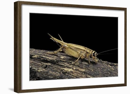 Acheta Domesticus (House Cricket)-Paul Starosta-Framed Photographic Print