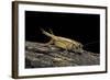 Acheta Domesticus (House Cricket)-Paul Starosta-Framed Photographic Print