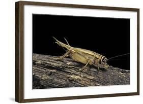 Acheta Domesticus (House Cricket)-Paul Starosta-Framed Photographic Print