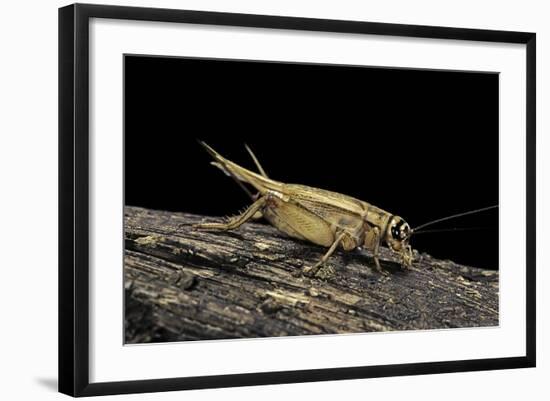 Acheta Domesticus (House Cricket)-Paul Starosta-Framed Photographic Print