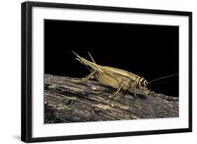 Acheta Domesticus (House Cricket)-Paul Starosta-Framed Photographic Print