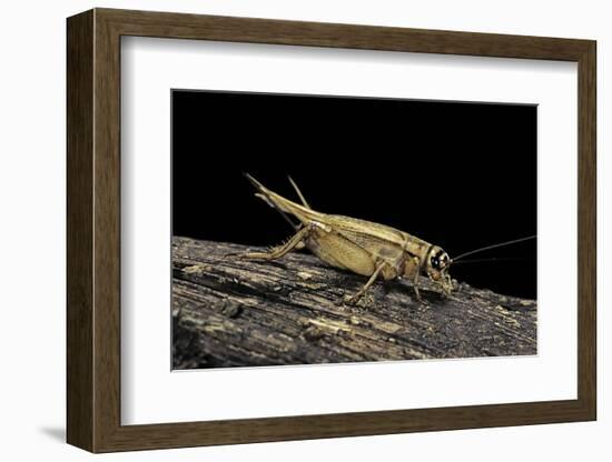 Acheta Domesticus (House Cricket)-Paul Starosta-Framed Photographic Print