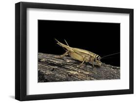 Acheta Domesticus (House Cricket)-Paul Starosta-Framed Photographic Print