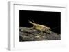 Acheta Domesticus (House Cricket)-Paul Starosta-Framed Photographic Print