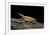 Acheta Domesticus (House Cricket)-Paul Starosta-Framed Photographic Print