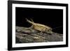 Acheta Domesticus (House Cricket)-Paul Starosta-Framed Photographic Print