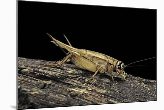 Acheta Domesticus (House Cricket)-Paul Starosta-Mounted Photographic Print