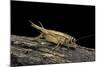 Acheta Domesticus (House Cricket)-Paul Starosta-Mounted Photographic Print