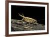 Acheta Domesticus (House Cricket)-Paul Starosta-Framed Photographic Print