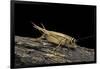 Acheta Domesticus (House Cricket)-Paul Starosta-Framed Photographic Print