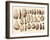 Acheulean Hand-Axes, Lower Paleolithic-Science Source-Framed Giclee Print