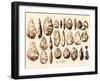 Acheulean Hand-Axes, Lower Paleolithic-Science Source-Framed Giclee Print