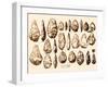 Acheulean Hand-Axes, Lower Paleolithic-Science Source-Framed Giclee Print