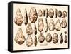 Acheulean Hand-Axes, Lower Paleolithic-Science Source-Framed Stretched Canvas