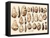 Acheulean Hand-Axes, Lower Paleolithic-Science Source-Framed Stretched Canvas