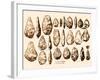 Acheulean Hand-Axes, Lower Paleolithic-Science Source-Framed Giclee Print