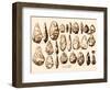 Acheulean Hand-Axes, Lower Paleolithic-Science Source-Framed Giclee Print