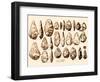 Acheulean Hand-Axes, Lower Paleolithic-Science Source-Framed Giclee Print