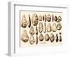 Acheulean Hand-Axes, Lower Paleolithic-Science Source-Framed Giclee Print