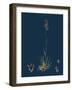 Achillea Tomentosa; Woolly Yellow Yarrow-null-Framed Giclee Print