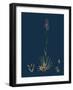 Achillea Tomentosa; Woolly Yellow Yarrow-null-Framed Giclee Print