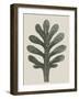 Achillea Umbellata-Karl Blossfeldt-Framed Giclee Print