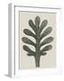 Achillea Umbellata-Karl Blossfeldt-Framed Giclee Print