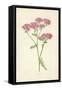 Achillea-Frederick Edward Hulme-Framed Stretched Canvas