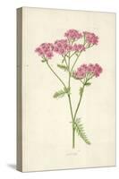 Achillea-Frederick Edward Hulme-Stretched Canvas