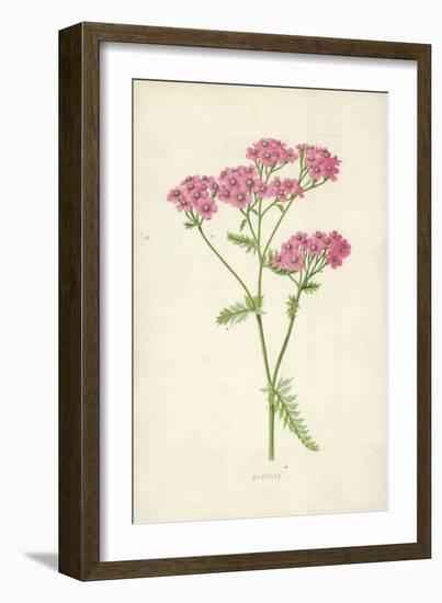 Achillea-Frederick Edward Hulme-Framed Giclee Print