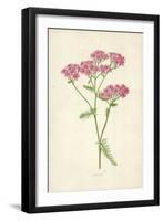 Achillea-Frederick Edward Hulme-Framed Giclee Print