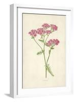 Achillea-Frederick Edward Hulme-Framed Giclee Print