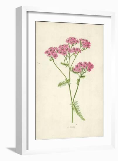 Achillea-Frederick Edward Hulme-Framed Giclee Print