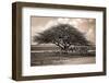 Acia Tree with Springbok Herd-dmussman-Framed Photographic Print