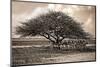 Acia Tree with Springbok Herd-dmussman-Mounted Photographic Print