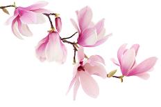 Beautiful Pink Spring Magnolia Flowers on a Tree Branch Isolated on White-Acik-Photographic Print