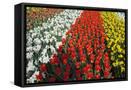Framed Canvas