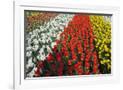 Gramercy White