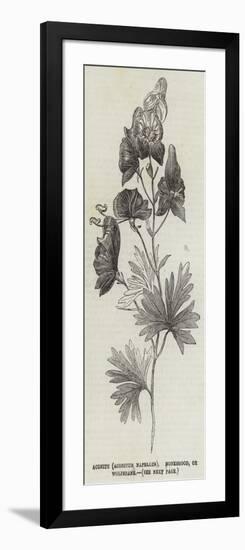 Aconite (Aconitum Napellus), Monkshood, or Wolfsbane-null-Framed Giclee Print